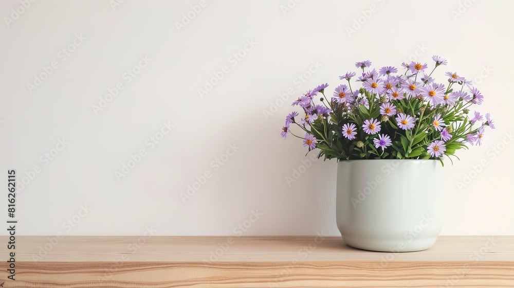 Aster flowers background with copy space. Valentines day, mothers day, women's day concept. Aster flowers background with copy space. Valentines day, mothers day, women's day concept.