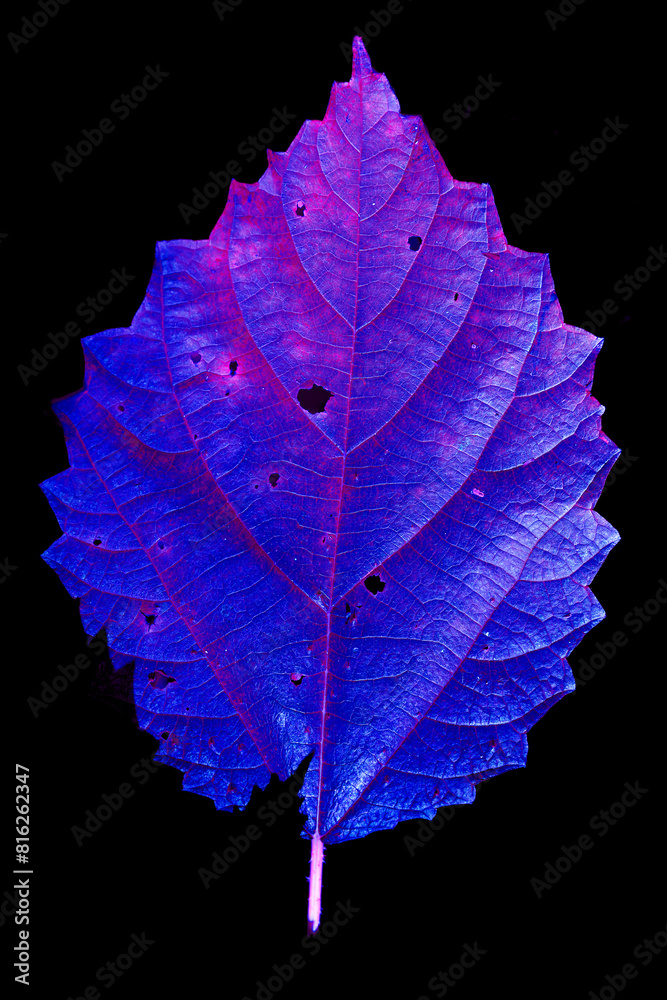 Fototapeta premium macro and color photography of leaf