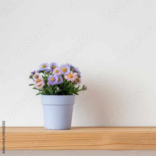 Aster flowers background with copy space. Valentines day  mothers day  women s day concept.