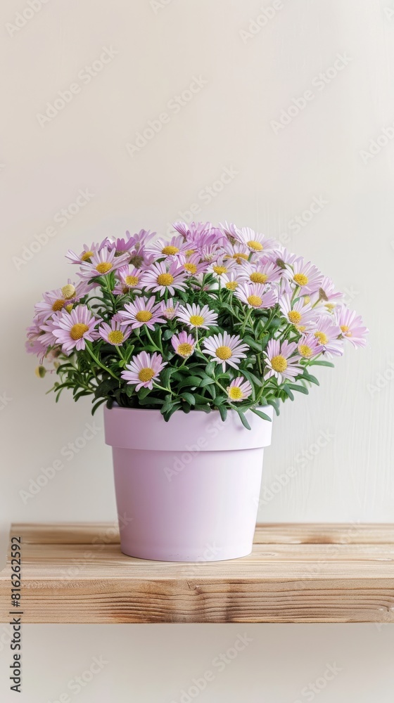 Aster flowers background with copy space. Valentines day, mothers day, women's day concept. Aster flowers background with copy space. Valentines day, mothers day, women's day concept.