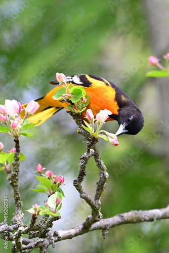 Colorful male Baltimore Oriole perched in an apple tree looking for insects in the spring blossoms 