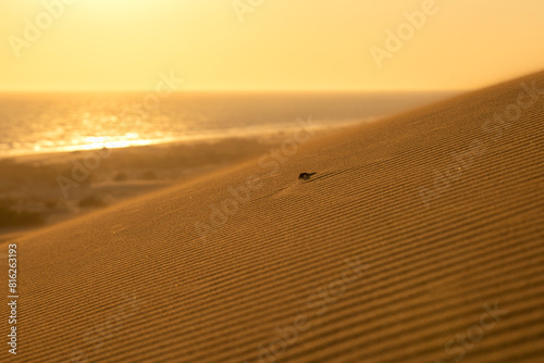 Fototapeta Naklejka Na Ścianę i Meble -  Resembling a desert, Patara sand dunes offer an unforgettable experience with both its view and the ancient city and beach around it.