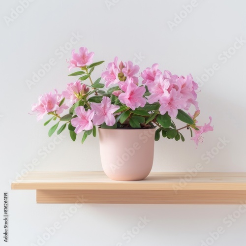 Azalea flower background with copy space. Valentines day  mothers day  women s day concept. 