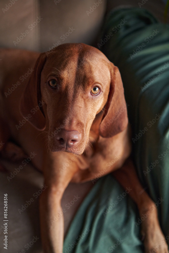 A Hungarian Vizsla dog lounges on a couch, partially draped by a green blanket, exuding a sense of calm sophistication in a modern home setting. A Hungarian Vizsla dog lounges on a couch, partially draped by a green blanket, exuding a sense of calm sophistication in a modern home setting.