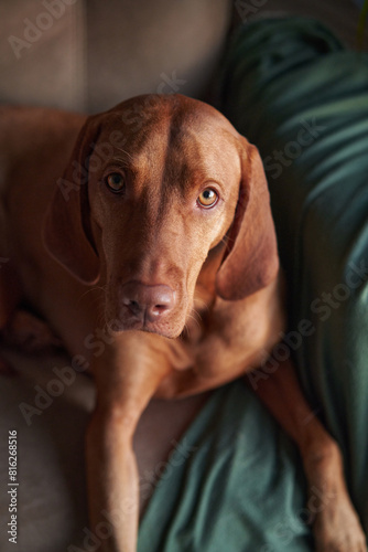 A Hungarian Vizsla dog lounges on a couch, partially draped by a green blanket, exuding a sense of calm sophistication in a modern home setting.