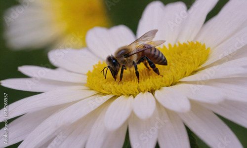 Honeybee on Yellow Flower