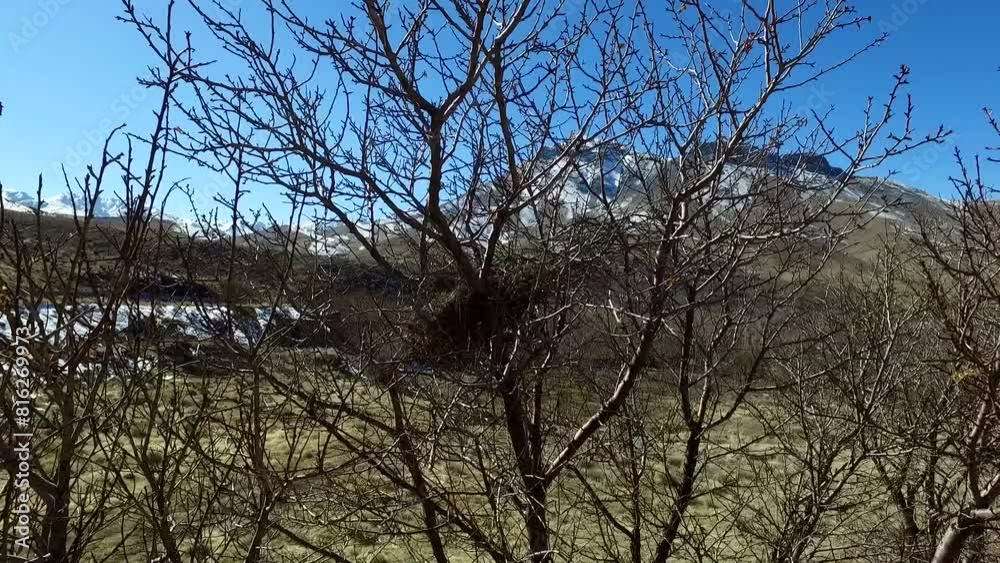 leafless trees standing tall against a clear blue sky, signaling the arrival of spring and the coming rebirth of the land. leafless trees standing tall against a clear blue sky, signaling the arrival of spring and the coming rebirth of the land.
