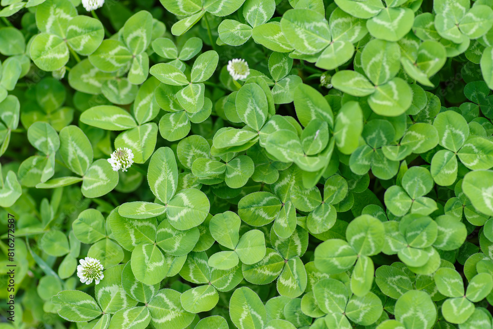 a new clover leaf in early spring. clover on the ground. a new clover leaf in early spring. clover on the ground.
