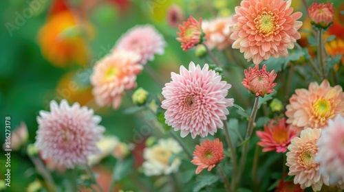 Green backdrop adorned with chrysanthemums and asters in soft pastel hues showcasing autumn perennial blooms including a double chrysanthemum flower