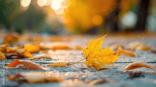 A yellow leaf that has fallen during autumn