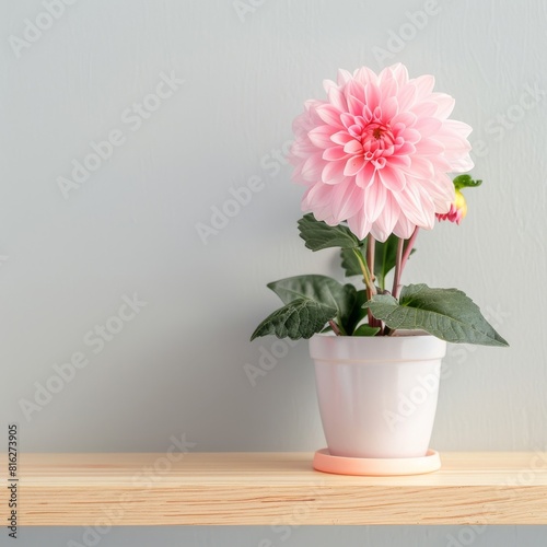 Wallpaper Mural Dahlia background with copy space. Torontodigital.ca