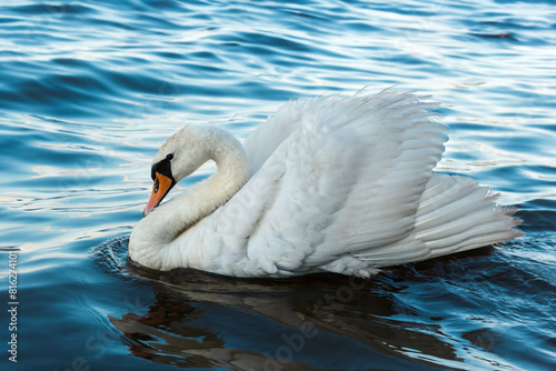 фотографія Elegant White Swan Gliding Gracefully on Tranquil Blue Water Surface