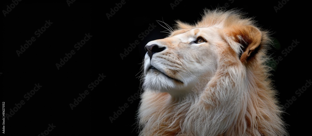 A lion with a long mane and a white face. The lion is looking up at the camera