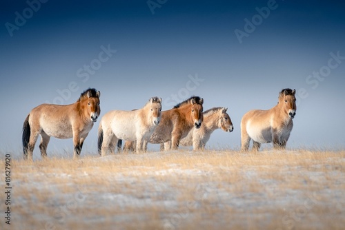 Tarpans (Equus ferus gmelini), Mongolian wild horses, Hustai National Park, Central Province, Mongolia, Asia photo