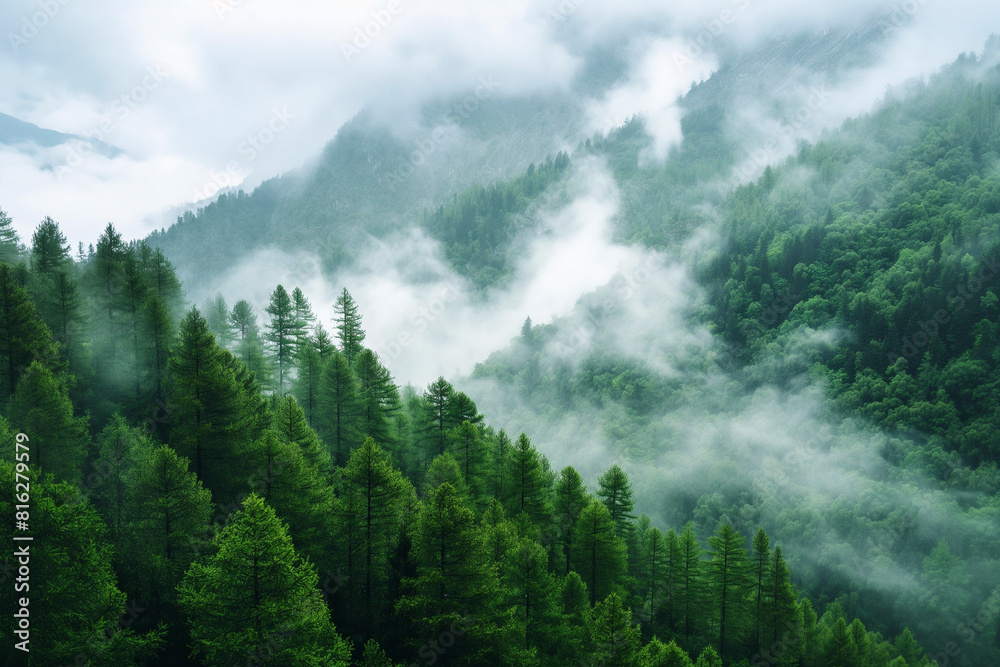 Relaxing, Beautiful, Misty Forest Landscape Relaxing, Beautiful, Misty Forest Landscape