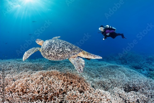 Diver observes Green turtle (Chelonia mydas) on reef top,Acropora stony coral (Acropora spinosa) Pacific, Sulu Lake, Tubbataha Reef National Marine Park, Palawan Province, Philippines, Asia photo