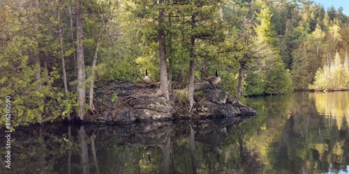 Two Canada geese rest along the shore of the Eramosa River in the Rockwood Conservation Area of Ontario, Canada photo
