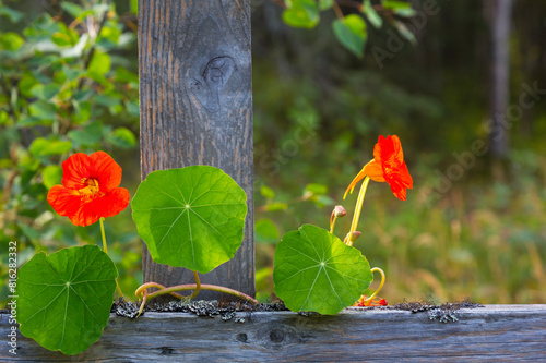 Bright orange nasturtium flowers and leafy vines on gray wood fence in rustic, country image