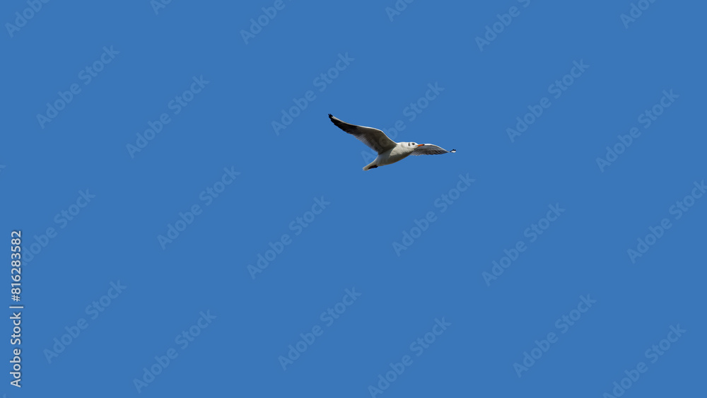 une mouette dans un ciel bleu