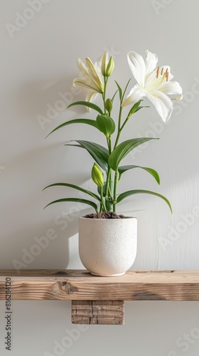 Lily background with copy space. Valentines day, mothers day, women's day concept.