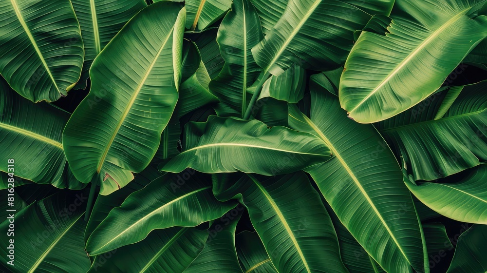 Obraz premium Overlapping banana leaves creating a dense, textured background, with rich green tones and natural light highlighting the veins.
