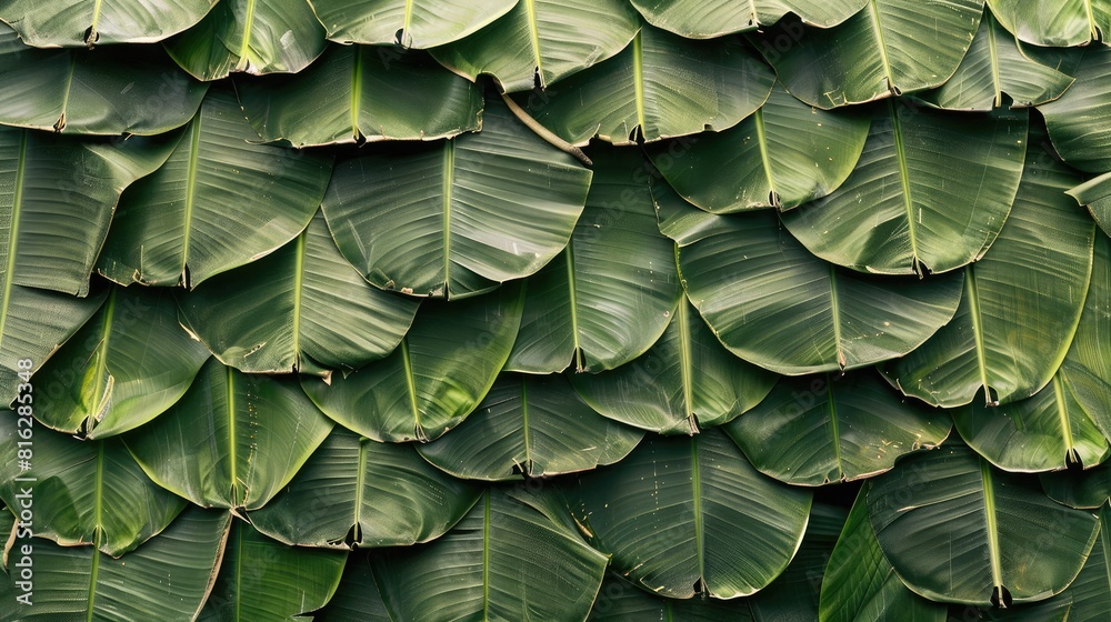 Obraz premium artistic arrangement of banana leaves layered on top of each other, forming a natural, green tapestry.