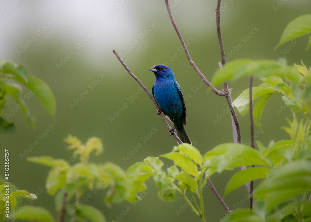Naklejka premium indigo bunting on stem
