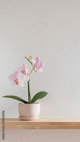 Orchid background with copy space. Valentines day  mothers day  women s day concept.
