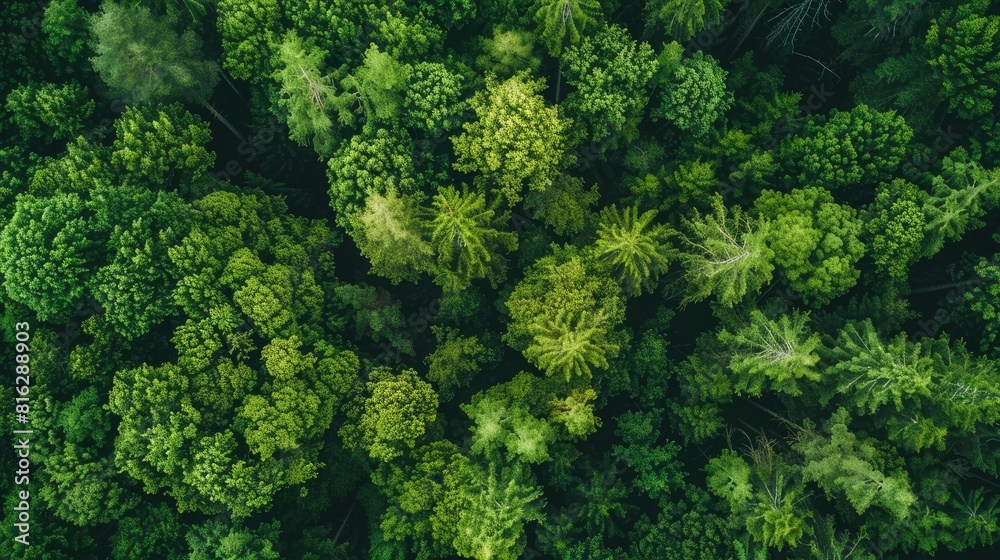 Capture a stunning aerial perspective of lush green trees in a forest with a drone showcasing how the dense canopy helps absorb CO2 This mesmerizing green backdrop symbolizes the essence of