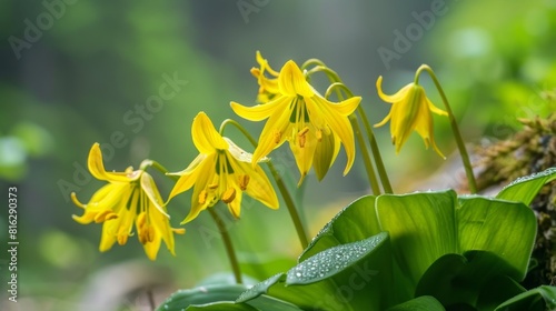 Yellow flowers of Erythronium in the spring garden.Perennial herbaceous bulbous plant, genus of the photo