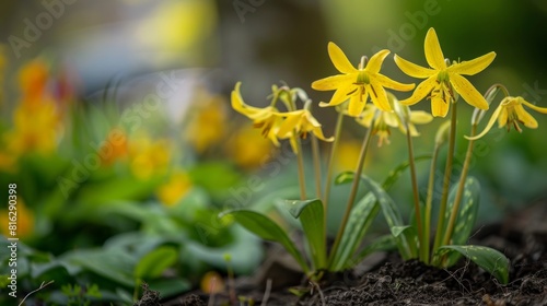 Yellow flowers of Erythronium in the spring garden.Perennial herbaceous bulbous plant  genus of the