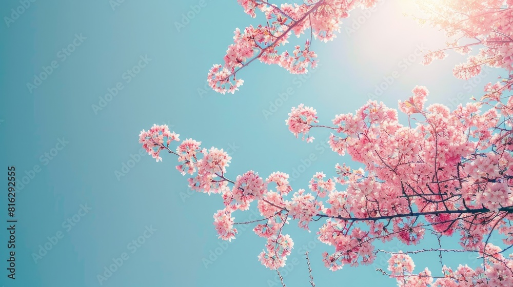 Cherry blossoms contrasted with the clear blue sky in a springtime scene Capture in a wide photograph Cherry blossoms contrasted with the clear blue sky in a springtime scene Capture in a wide photograph