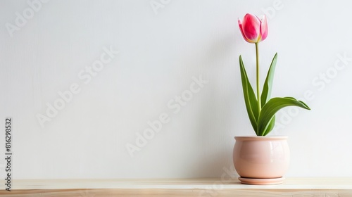 Tulip background with copy space. Valentines day  mothers day  women s day concept.