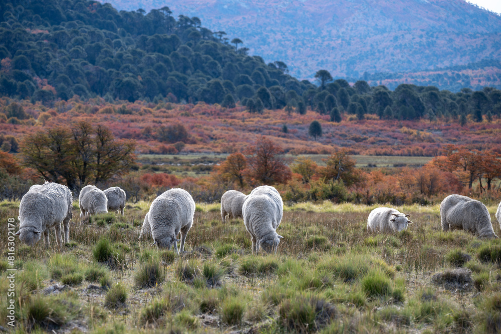 Obraz premium Patagonian lamb grazing. (Cordero Patagonico)