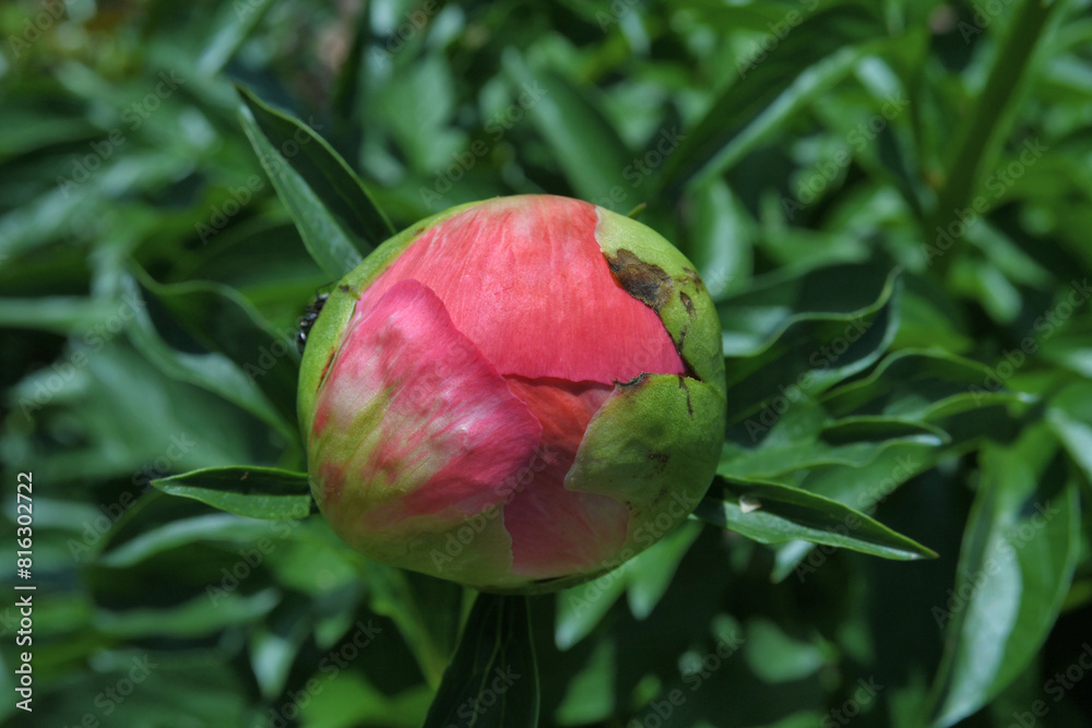 Pink Peony Bud Pink Peony Bud
