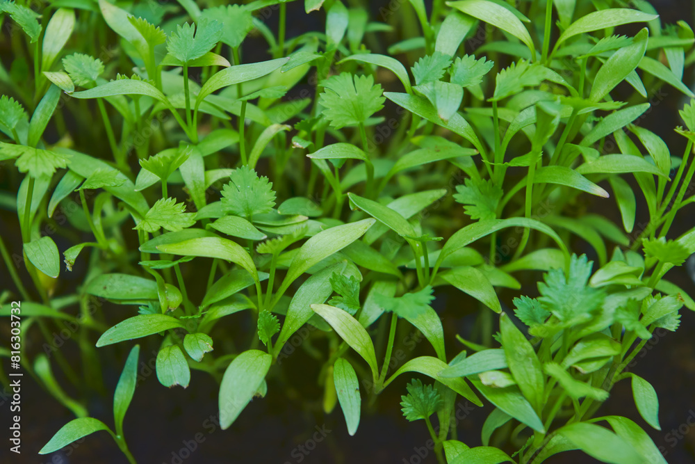 Growing micro greens coriander sprouts. Growing superfood. Business startup. Vitamin dietary microgreen. Seed germination at home. Young microgreens.