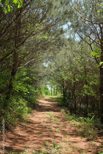 햇살 가득한 봄날에 소나무와 풀숲 사이에 펼쳐지는 여유로운 등산 오솔길 산책길