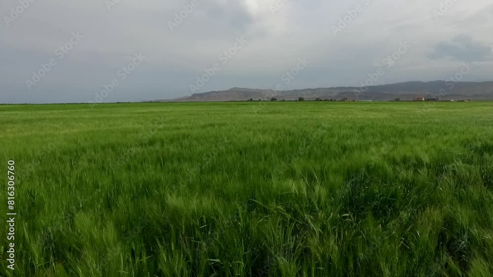 vibrant wheat field embraced by majestic mountains, showcasing serene beauty of nature captured in stunning landscape. vibrant wheat field embraced by majestic mountains, showcasing serene beauty of nature captured in stunning landscape.