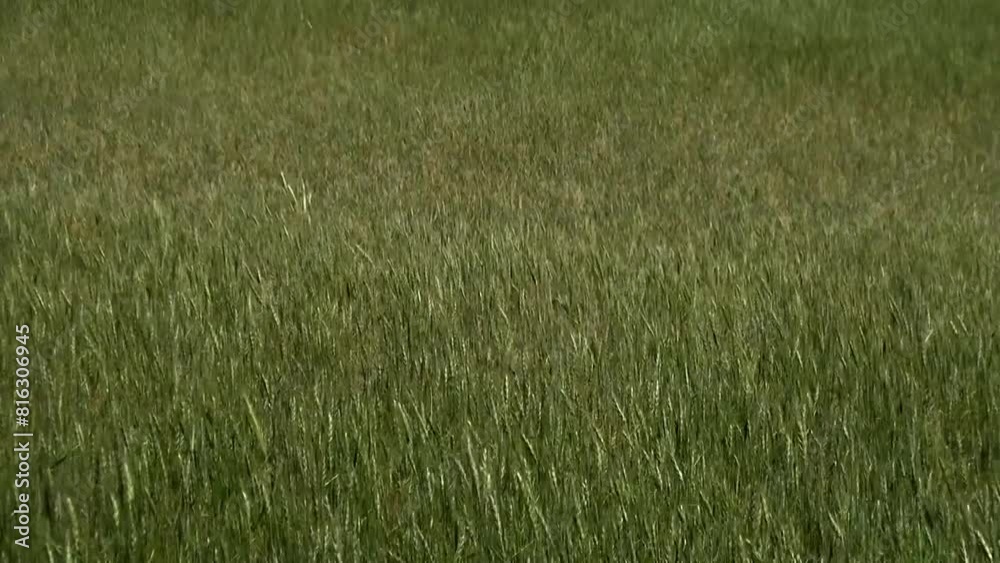 capturing golden wheat fields swaying in the gentle breeze, cultivated through dry farming techniques in a vast landscape.