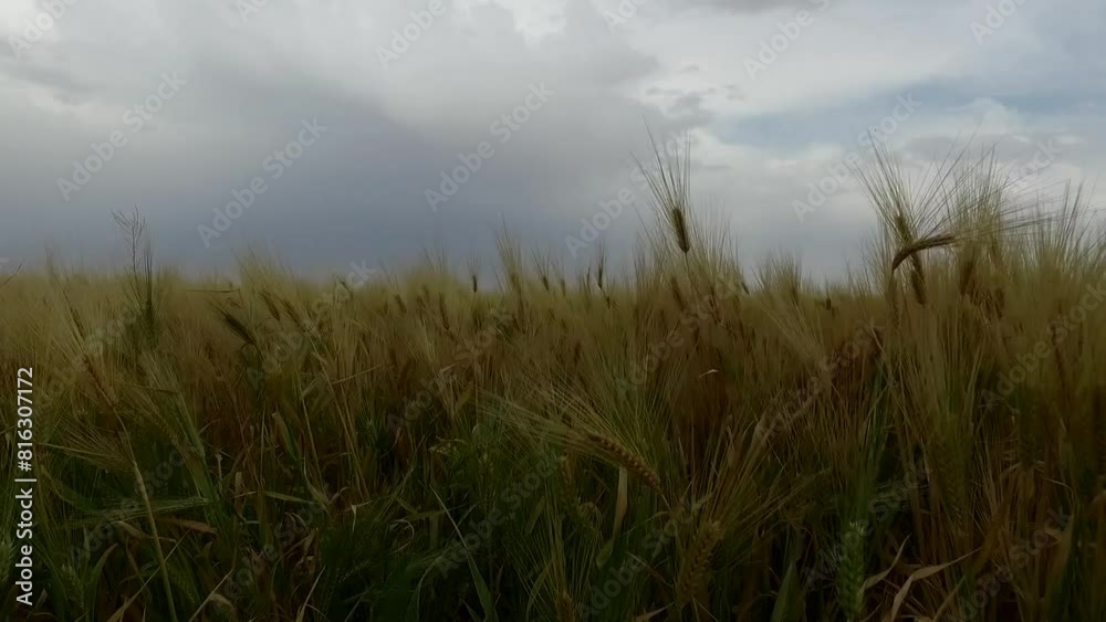 golden wheats swaying gently in the breeze, with a range of majestic mountains in the backdrop, as the scene captures. golden wheats swaying gently in the breeze, with a range of majestic mountains in the backdrop, as the scene captures.