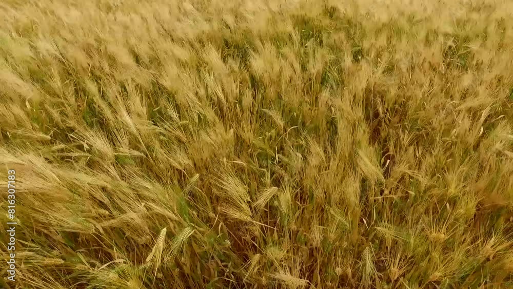 golden wheats swaying gracefully in gentle breeze, showcasing their seeds in branches a serene and captivating agricultural. golden wheats swaying gracefully in gentle breeze, showcasing their seeds in branches a serene and captivating agricultural.