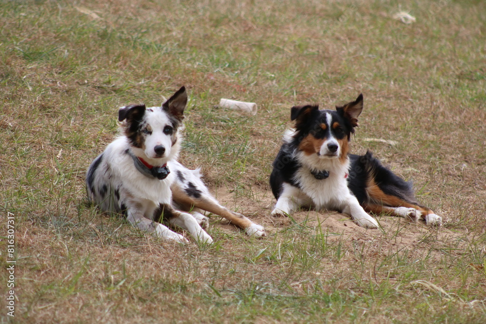Two Australian shepherds relaxing in yard in the wind with bears synchronized Two Australian shepherds relaxing in yard in the wind with bears synchronized