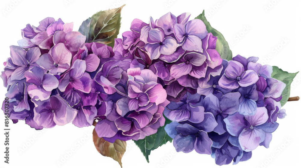 Artistic watercolor illustration of vibrant purple hydrangeas with lush green leaves on a white background.