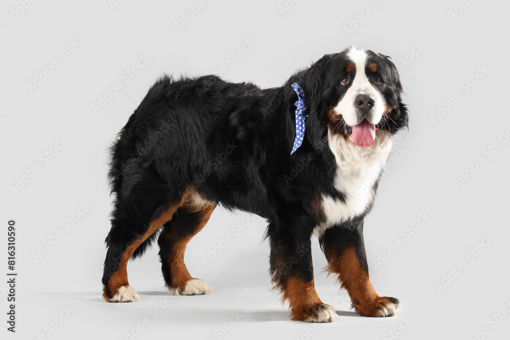 Cute Bernese mountain dog on grey background Cute Bernese mountain dog on grey background