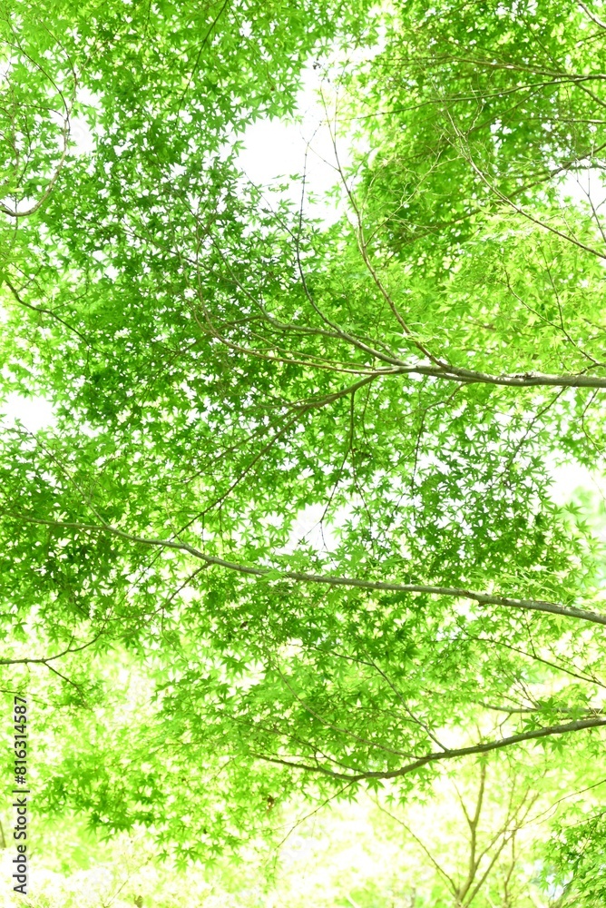 Fresh green of Japanese maple. Early summer seasonal background material. Fresh green of Japanese maple. Early summer seasonal background material.