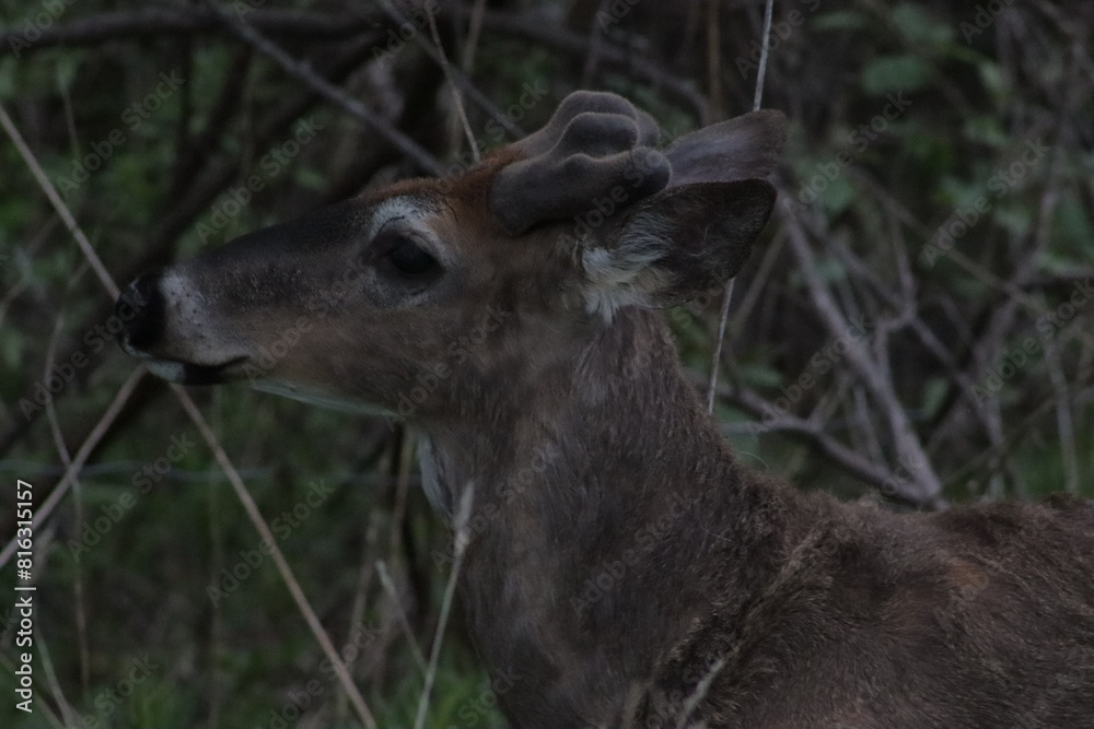 Obraz premium deer in the woods