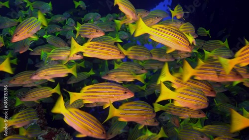 Brightly colored fish school of Yellowtail Snapper (Ocyurus chrysurus) swimming near coral reef. Medium slow motion shot emphasizing vivid colors and dynamic arrangement of marine life. photo