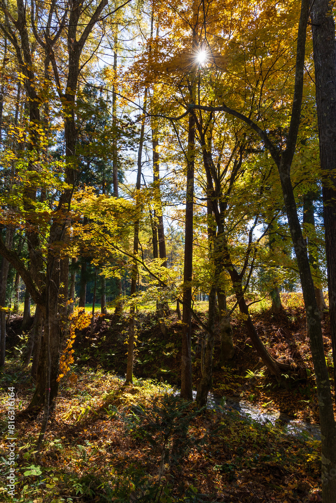 日本の風景 長野県白馬村 紅葉の木流川散策路 日本の風景 長野県白馬村 紅葉の木流川散策路