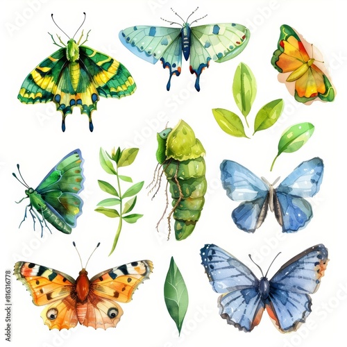 Set of watercolors depicting the different stages of a butterflys life cycle  emphasizing transformation  Clipart isolated on white