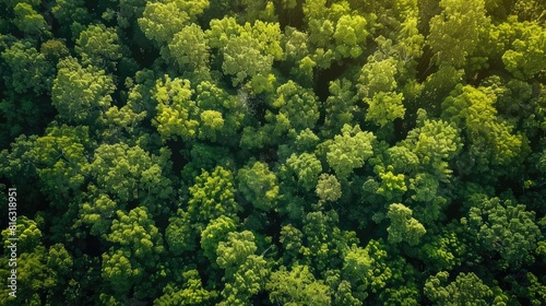 In a sunlit green tree forest the concept of natural carbon capture and carbon credits comes to life through sustainable forest management practices where trees play a vital role in absorbi